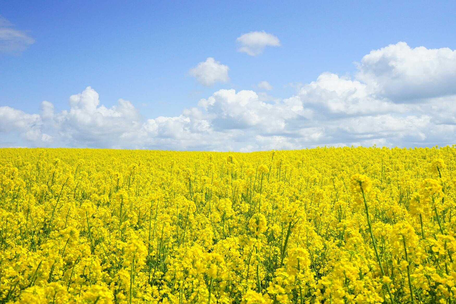 Pollen In The Air